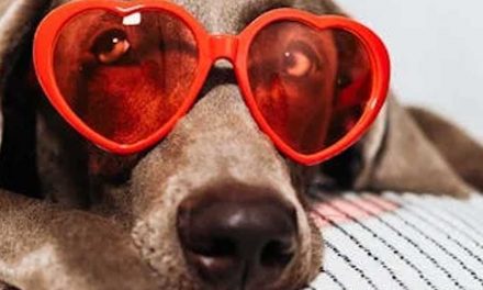 The Philosophy of Training Dogs: Understanding Through Connection