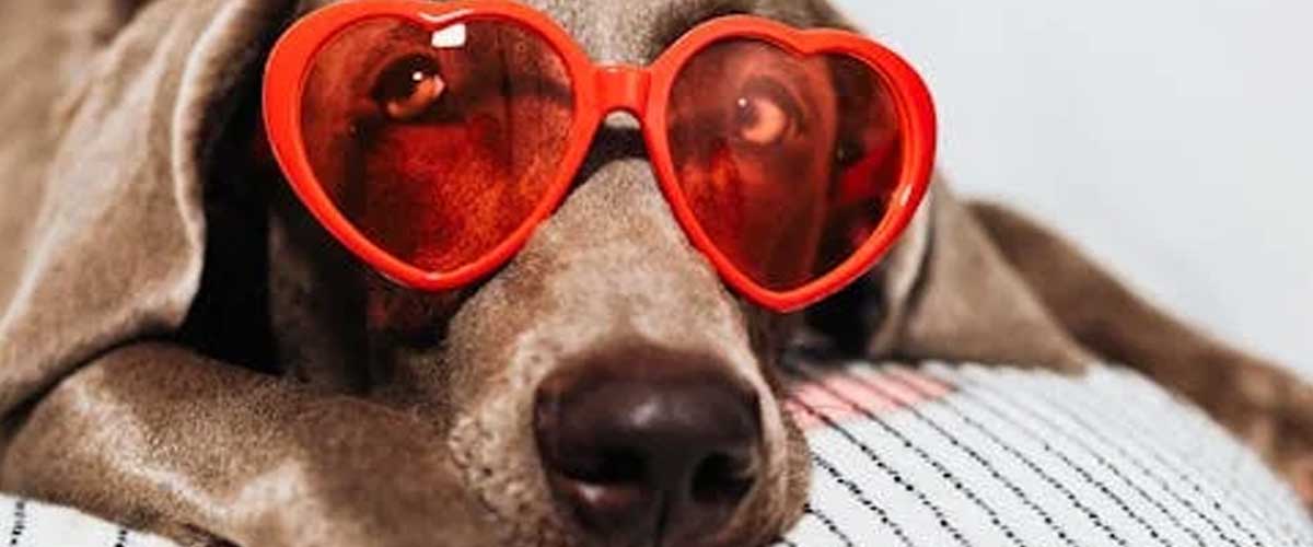 The Philosophy of Training Dogs: Understanding Through Connection