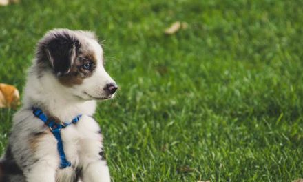 Positive and Upbeat Puppy Training: Building a Strong Foundation