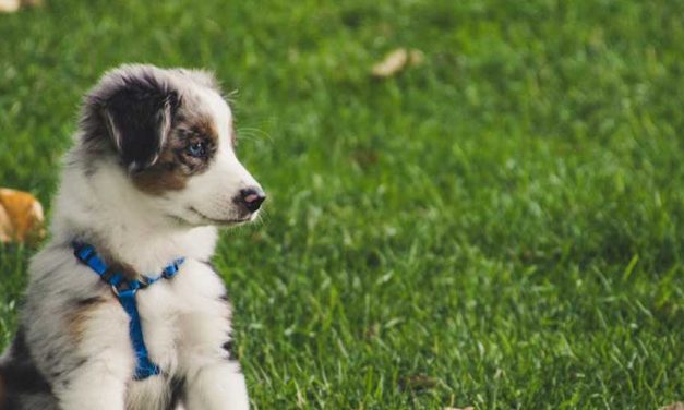 Positive and Upbeat Puppy Training: Building a Strong Foundation