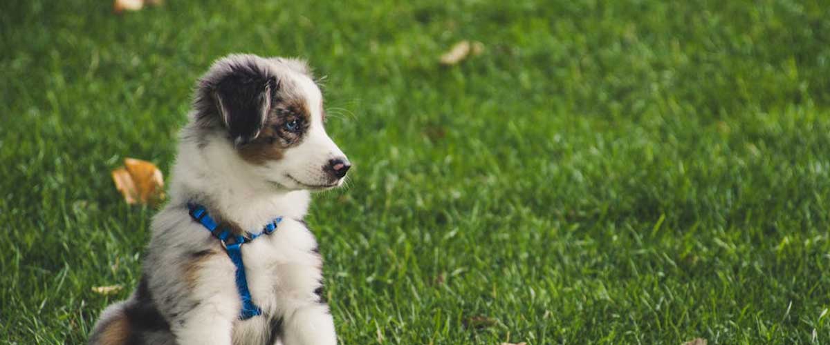 Positive and Upbeat Puppy Training: Building a Strong Foundation