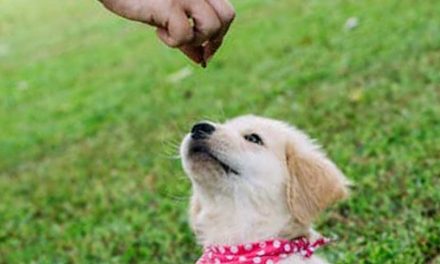 What is Positive Reinforcement for Dogs?