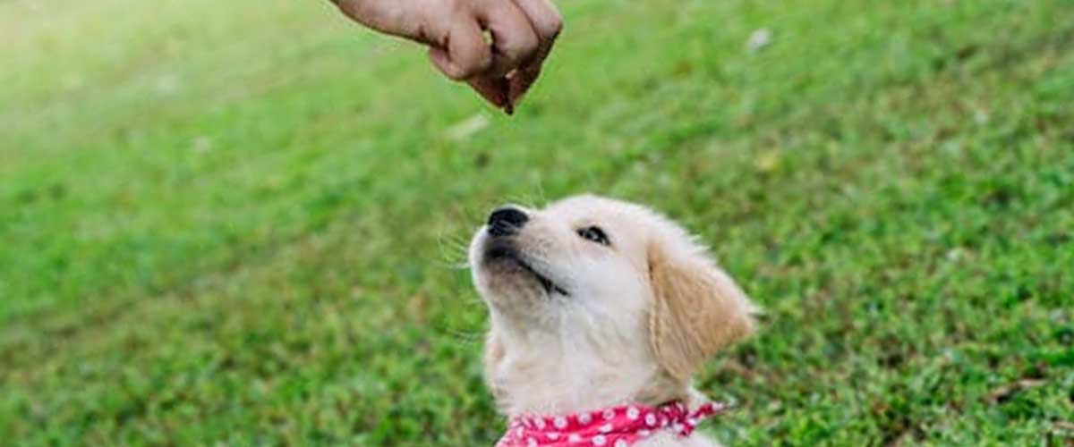 What is Positive Reinforcement for Dogs?
