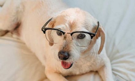 How to Predict Changes in Your Dog’s Behavior