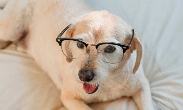 How to Predict Changes in Your Dog’s Behavior