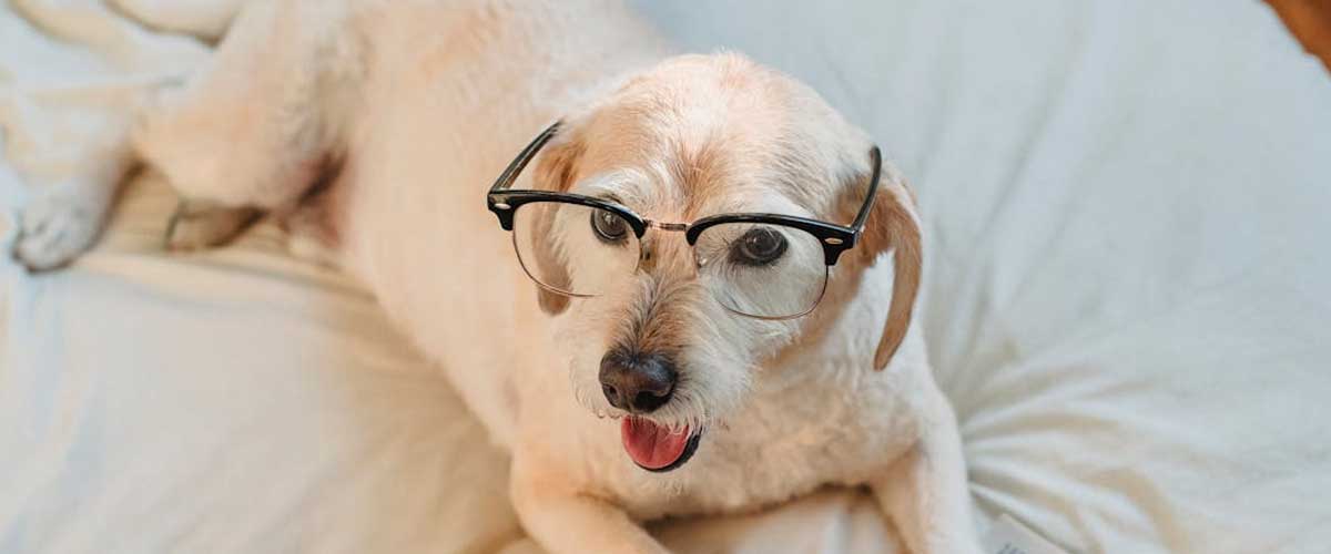 How to Predict Changes in Your Dog’s Behavior