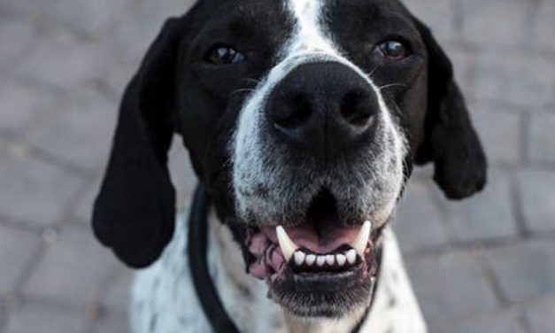 Do Dogs Generally Prefer to Protect the Family and Home?