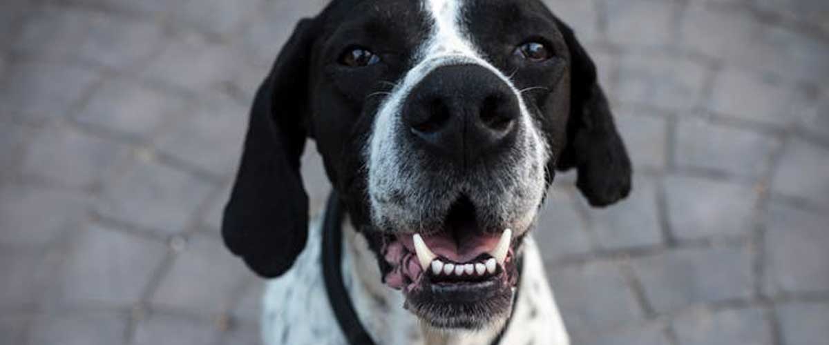 Do Dogs Generally Prefer to Protect the Family and Home?