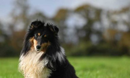 How to Get Your Dog into a Publication