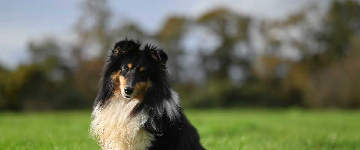 How to Get Your Dog into a Publication