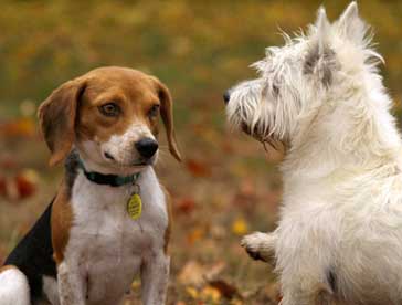 reactive dogs in group classes