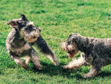 reactive dogs are not good in group training classes