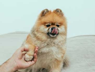 reactive dogs do get worse when in group dog training sessions