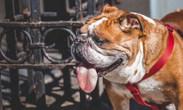 What to Do If Your Dog Suddenly Sits Down During a Walk and Refuses to Move