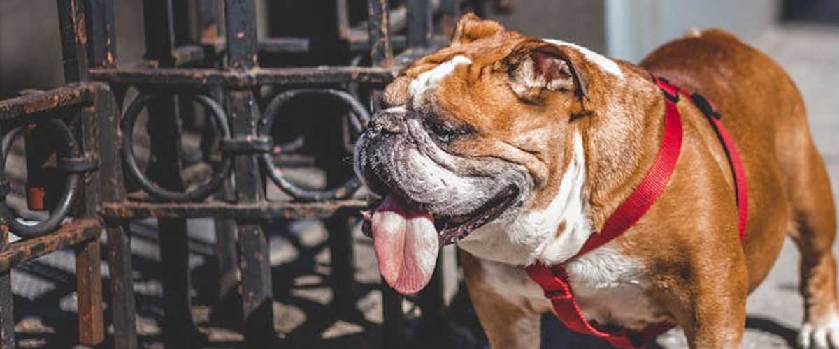 What to Do If Your Dog Suddenly Sits Down During a Walk and Refuses to Move