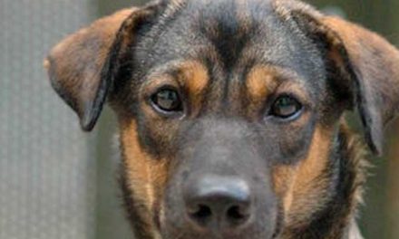 The Role of Dogs in Religion Throughout History