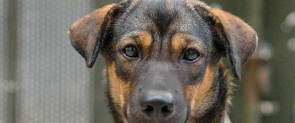 The Role of Dogs in Religion Throughout History