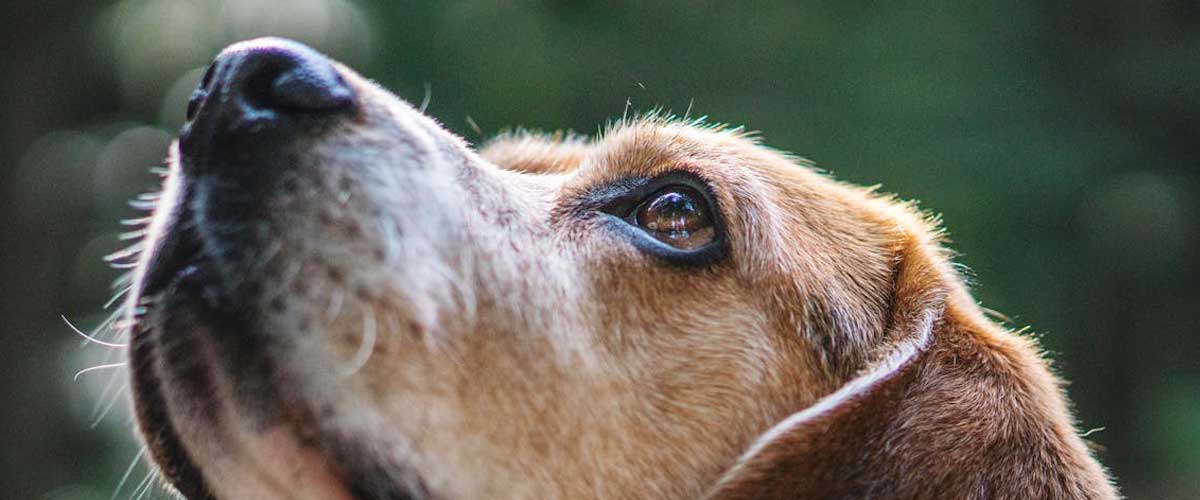 What to Do If Your Dog Is Reluctant to Engage in Activities