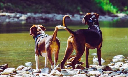 Understanding Dog Reproduction Cycles