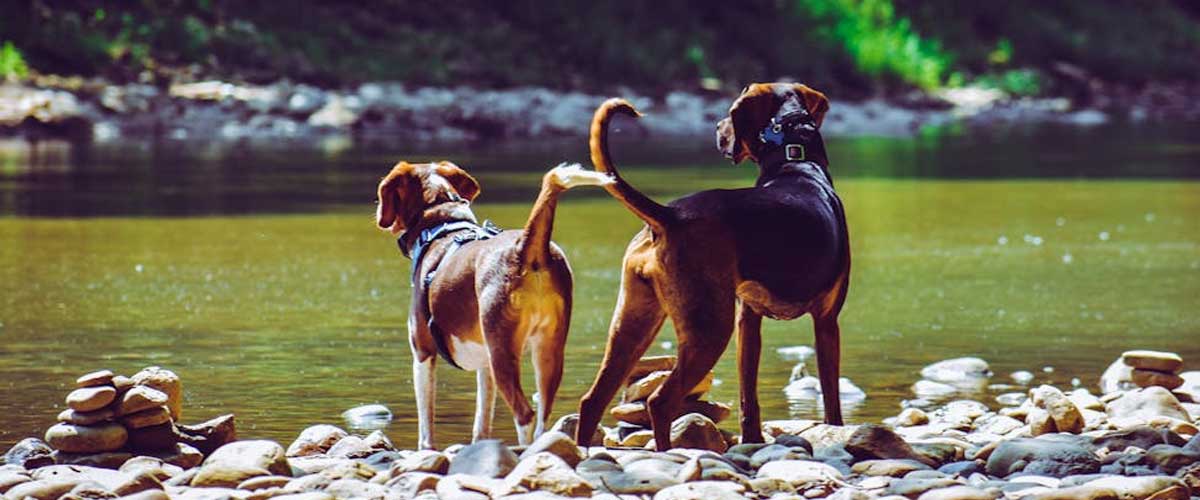 Understanding Dog Reproduction Cycles