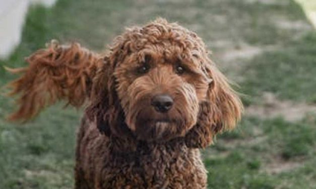 Why Do Many Cockapoos Resource Guard?