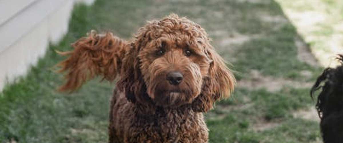 Why Do Many Cockapoos Resource Guard?