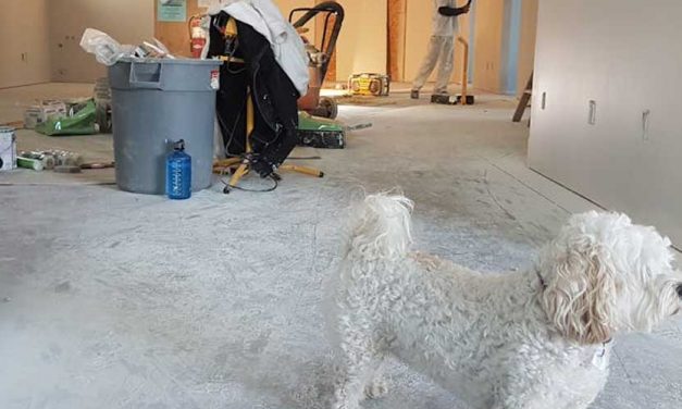 How Do Dogs Work the Room in a Strange New House?
