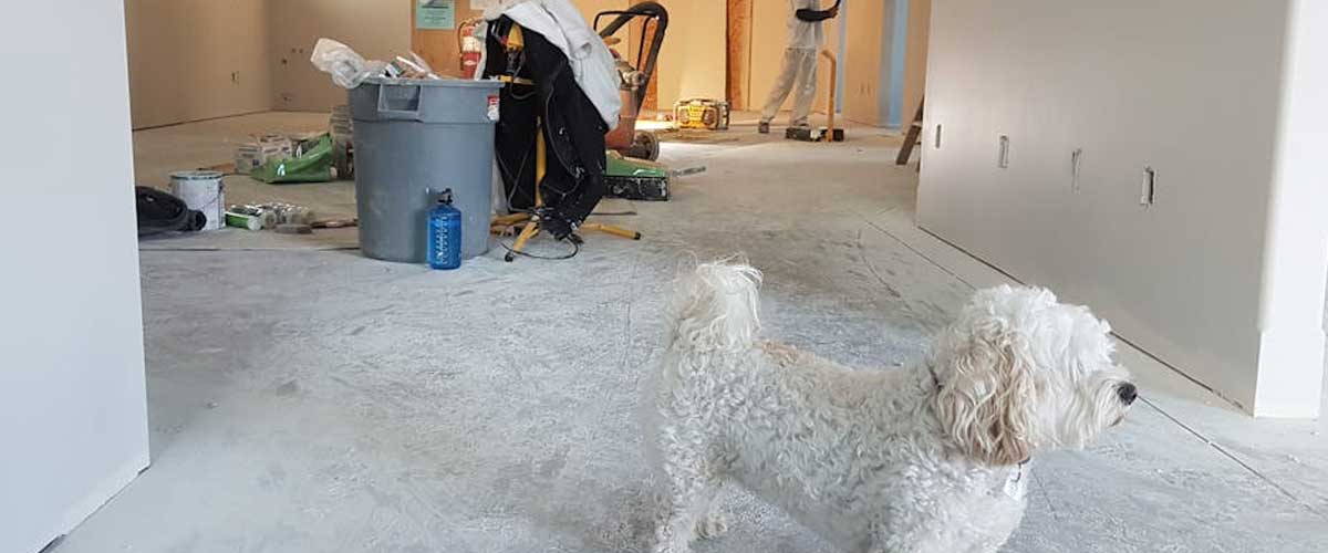 How Do Dogs Work the Room in a Strange New House?