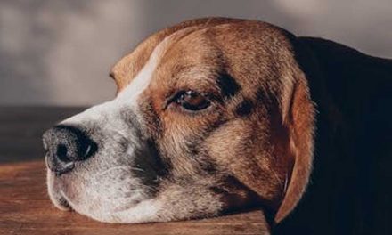 Do Dogs Get Sad When Not Walked?