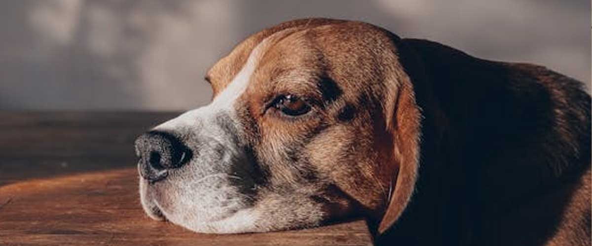 Do Dogs Get Sad When Not Walked?