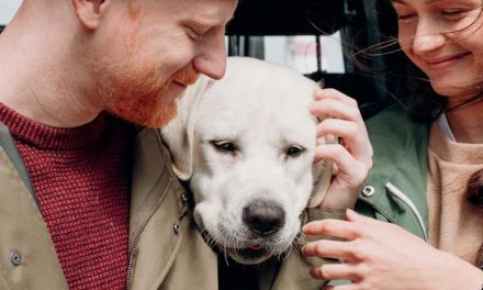 Supporting Your Dog During Seasonal Allergies: A Comprehensive Guide