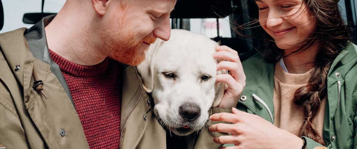 Supporting Your Dog During Seasonal Allergies: A Comprehensive Guide