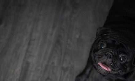 How a Dog’s Hearing and Sensitivity Are Amplified in the Dark and Wet Weather