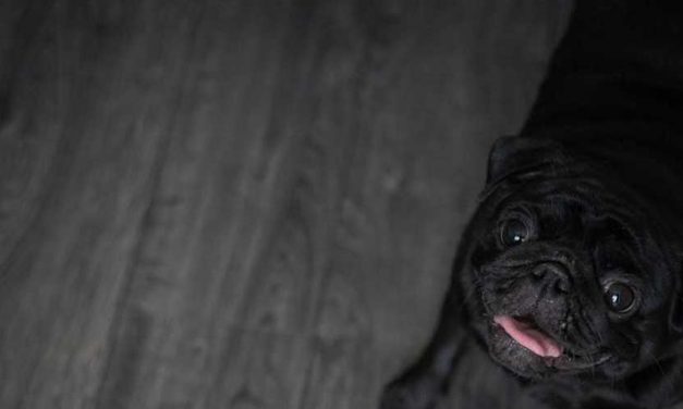 How a Dog’s Hearing and Sensitivity Are Amplified in the Dark and Wet Weather