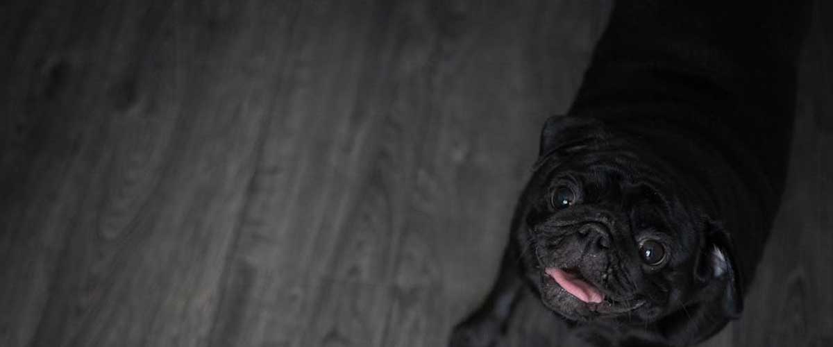 How a Dog’s Hearing and Sensitivity Are Amplified in the Dark and Wet Weather