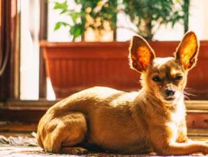 seperation anxiety in dogs left home alone