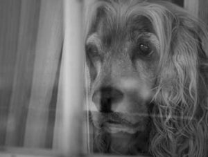 dogs left alone with separation anxiety suffer