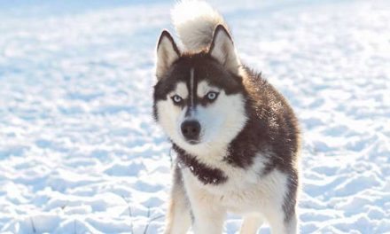 The Thrilling World of Dog Sled Racing: An Ancient Sport in Modern Times