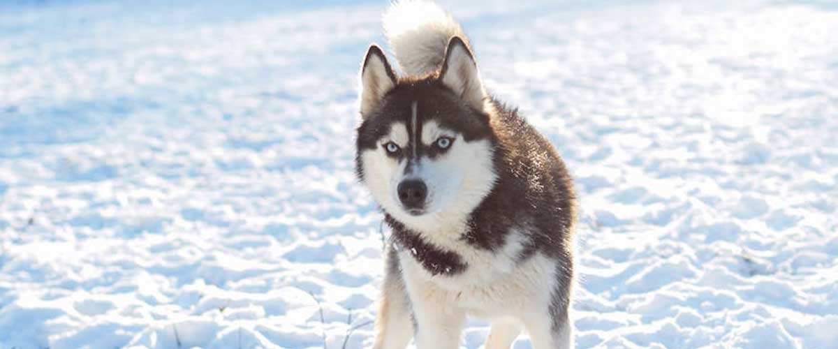 The Thrilling World of Dog Sled Racing: An Ancient Sport in Modern Times