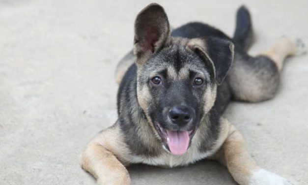 Walking Your Dog on Slippery Pavements: Tips for a Comfortable Experience