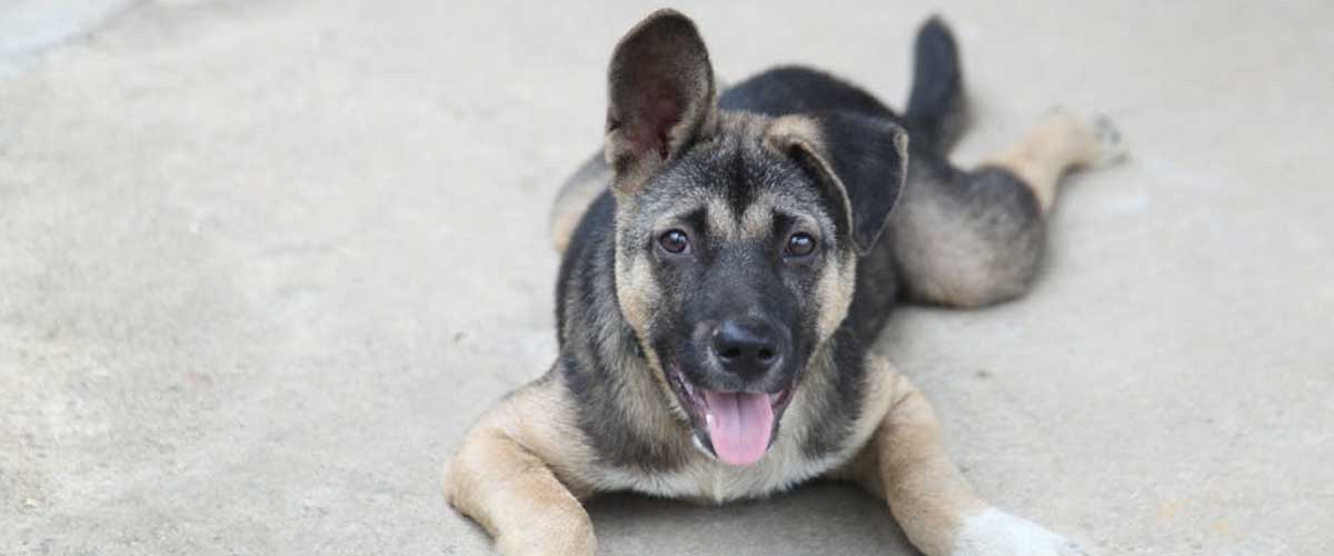 Walking Your Dog on Slippery Pavements: Tips for a Comfortable Experience