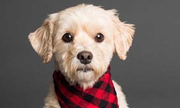 The Status of Dogs Within the Pack: Understanding Social Hierarchies