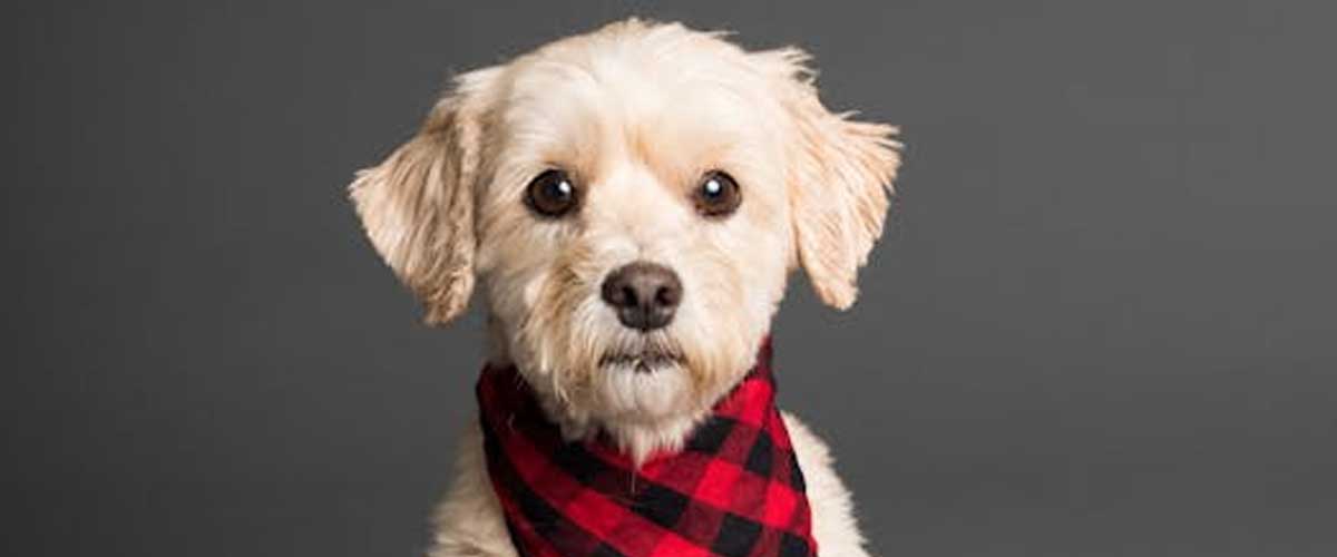 The Status of Dogs Within the Pack: Understanding Social Hierarchies