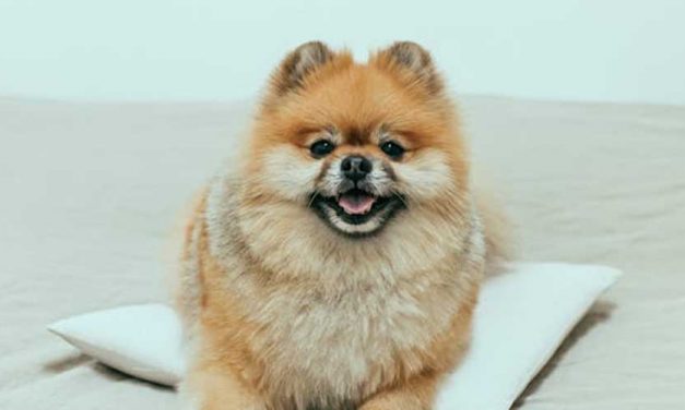 Magical Ways Your Dog Responds to Stimuli