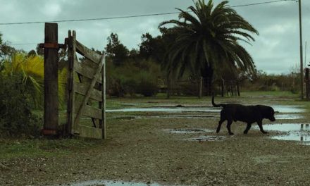Can Dogs Sense When a Storm is Coming?