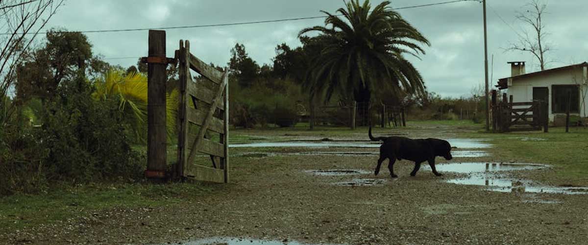 Can Dogs Sense When a Storm is Coming?