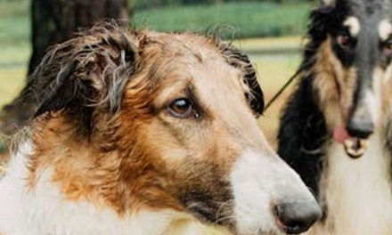 Understanding Shared Submissive Behavior Between Family Dogs