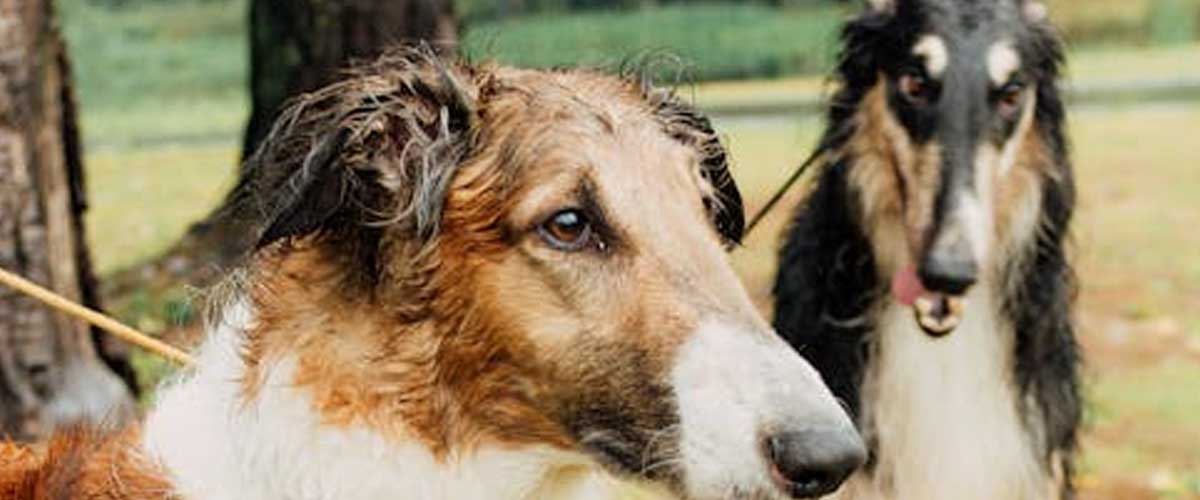 Understanding Shared Submissive Behavior Between Family Dogs