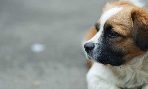 Understanding and Supporting Your Submissive and Fearful Dog