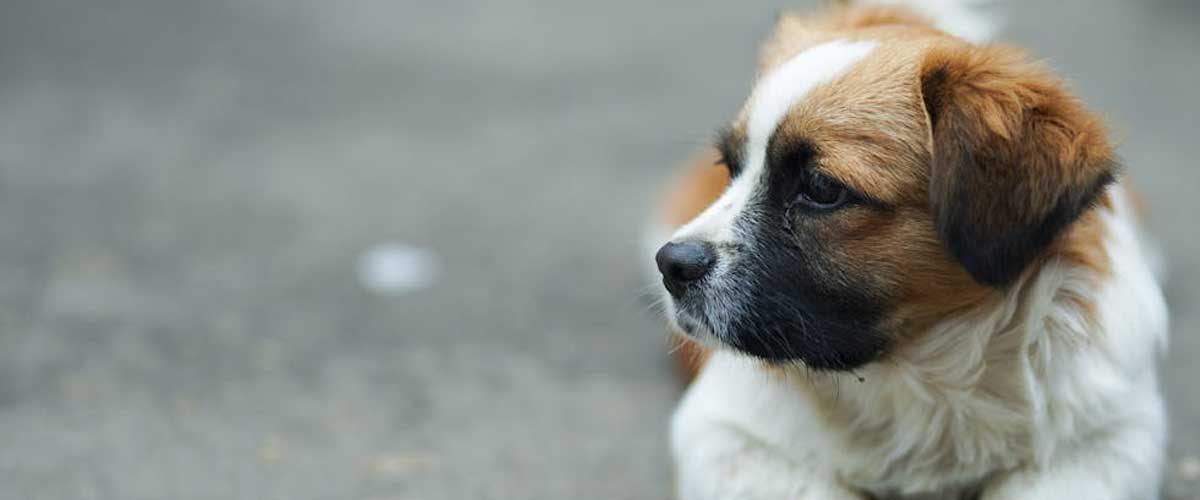 Understanding and Supporting Your Submissive and Fearful Dog